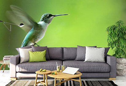Fototapeta Kolibrík 1108